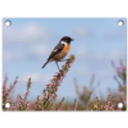 Roodborsttapuit - Heide - Paars - Natuur - Sfeervol tuinposter los doek klein -3d