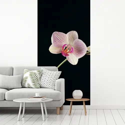 Orchidee - Bloemen - Zwart - Roze - Knoppen fotobehang vinyl groot -woonkamer