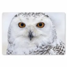 Sneeuwuil - Oog - Wildlife - Wit Placemat vinyl groot -zzsfeer1_Kitchenyeah-website