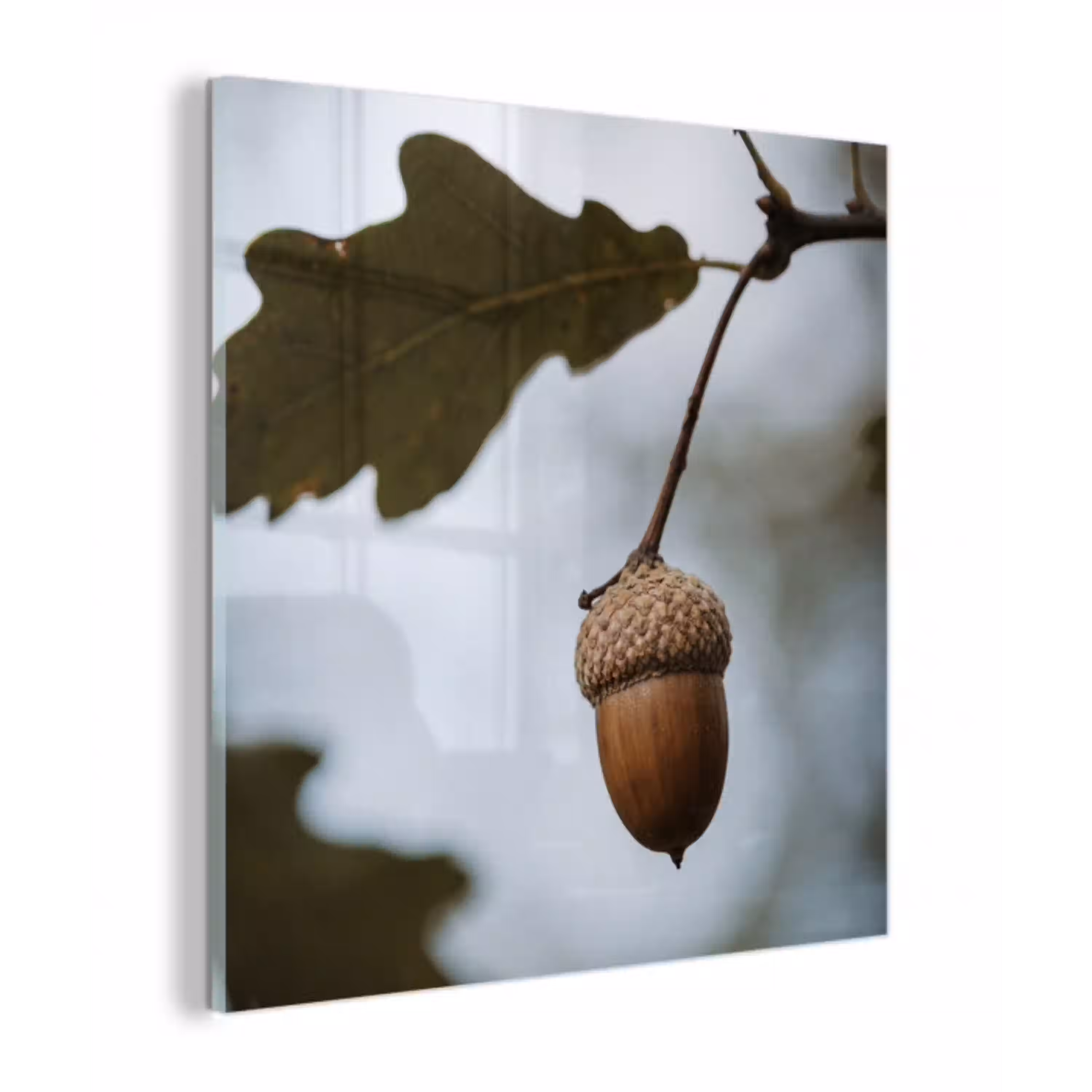 Eikel - Eikenblad - Bos - Herfst - Natuur plexiglas 5mm klein -z3d