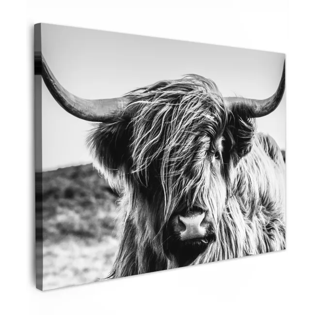 Canvas Print - Scottish Highlander - Close up - Horns - Coat - Black and White