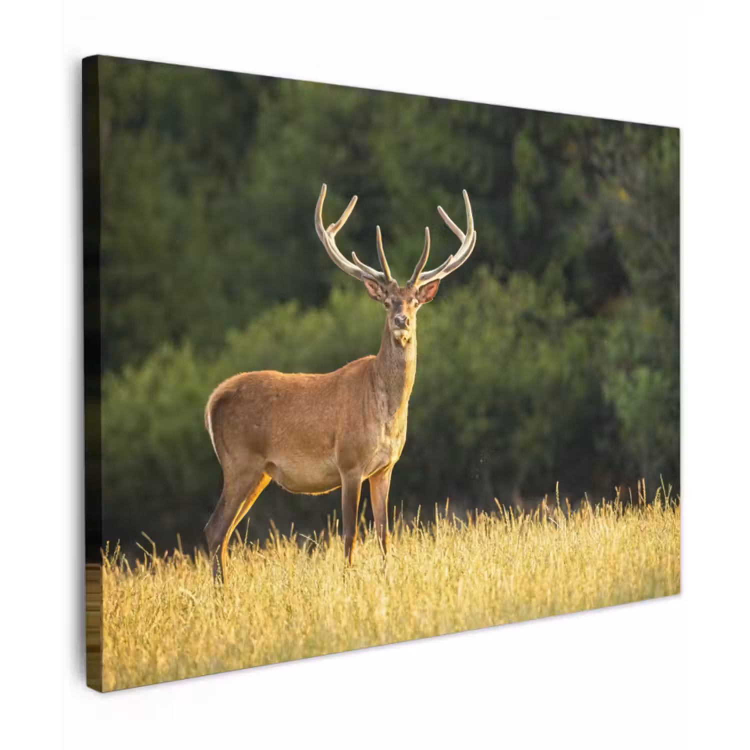 Canvas schilderij - Hert - Gewei - Gras - Natuur - Dieren - Groen