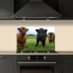 Schotse hooglander - Koeien - Natuur - Groen - Gras keuken achterwand spatscherm klein -sfeer1