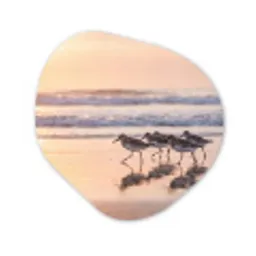 Zee - Vogels - Strand Wandcirkel Organisch Forex 3mm klein -3d