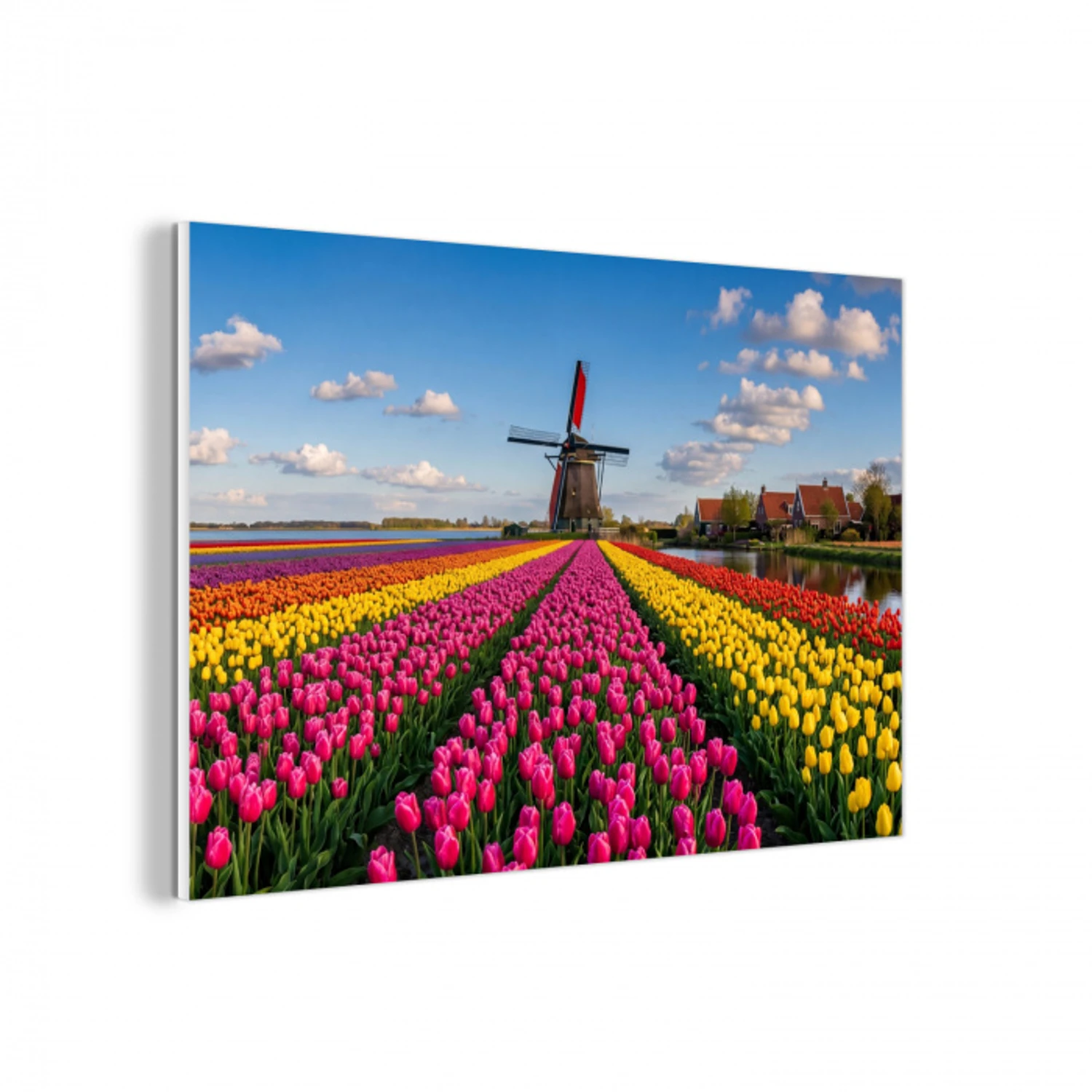 Tulpen - Holland - Molen - Kleurrijk forex 5mm xxl -3d