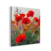 Klaproos - Bloemen - Rood - Paars - Weide aluminium wit klein -3d