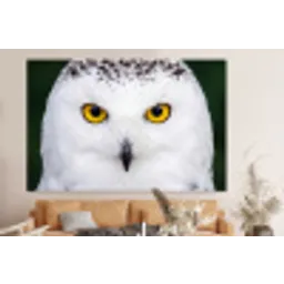 Sneeuwuil - Portret - Geel forex 5mm xxl -bovenbank