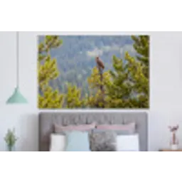 Uil - Oehoe - Bomen - Natuur forex 5mm xxl -slaapkamer