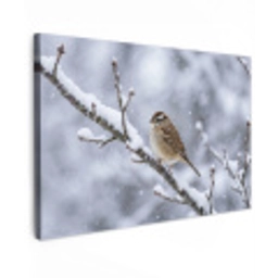 Vogel - Tak - Sneeuw - Winter canvas 2cm klein -z3d