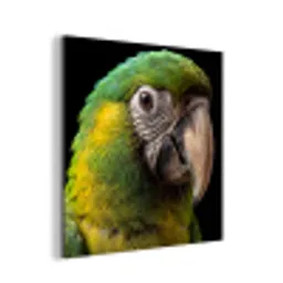 Ara - Portret - Groen aluminium wit klein -3d