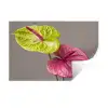 Planten - Anthurium - Groen - Roze Muursticker klein -3d