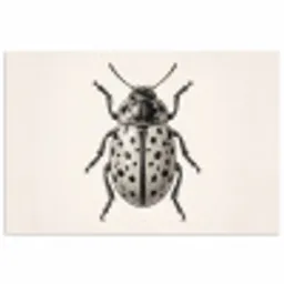 Kever - Insect - Vintage poster papier klein -3d