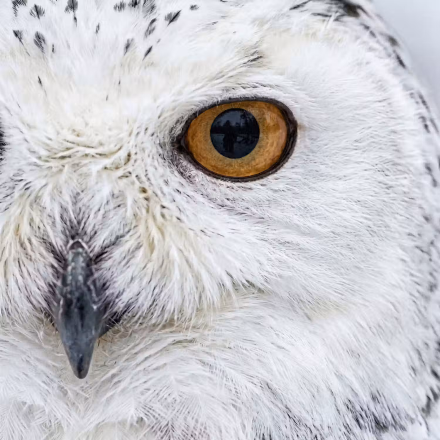 Tapete - Schneeeule - Auge - Wildtiere - Weiß