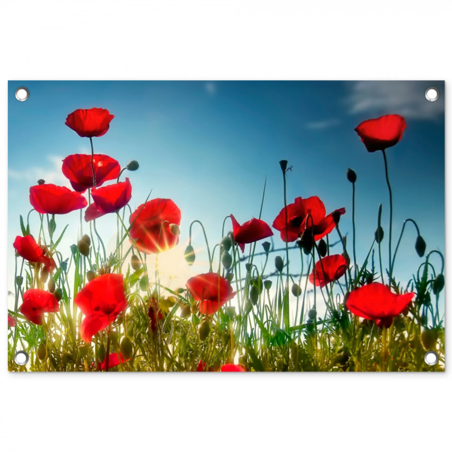 Klaprozen in tegenlicht tuinposter los doek klein -3d