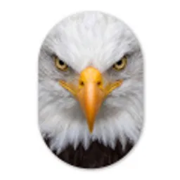 Amerikaans - Zeearend - Portret - Geel Wandcirkel Ovaal Aluminium middel -3d