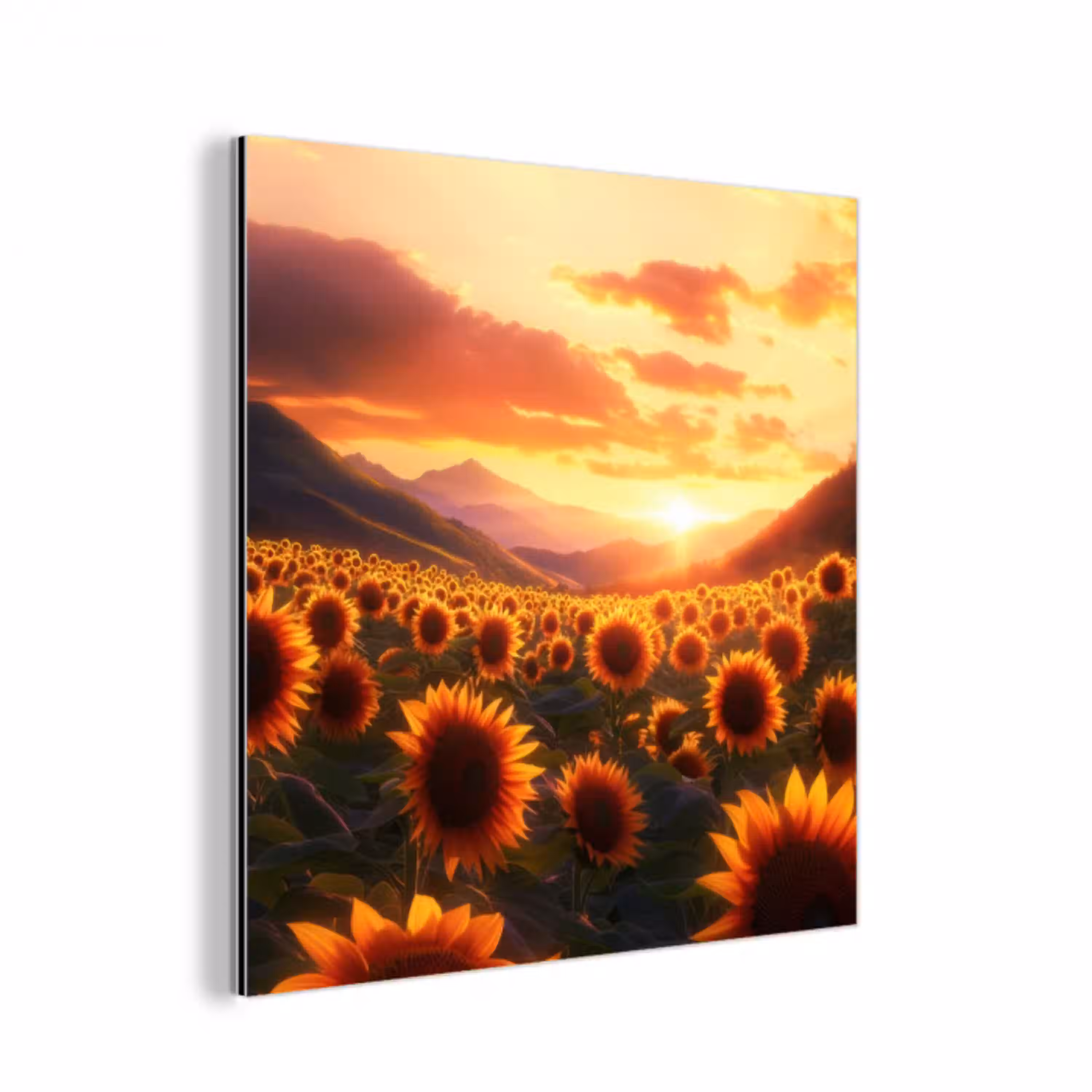 Zonnebloemen - Zonsondergang - Landschap aluminium wit klein -3d