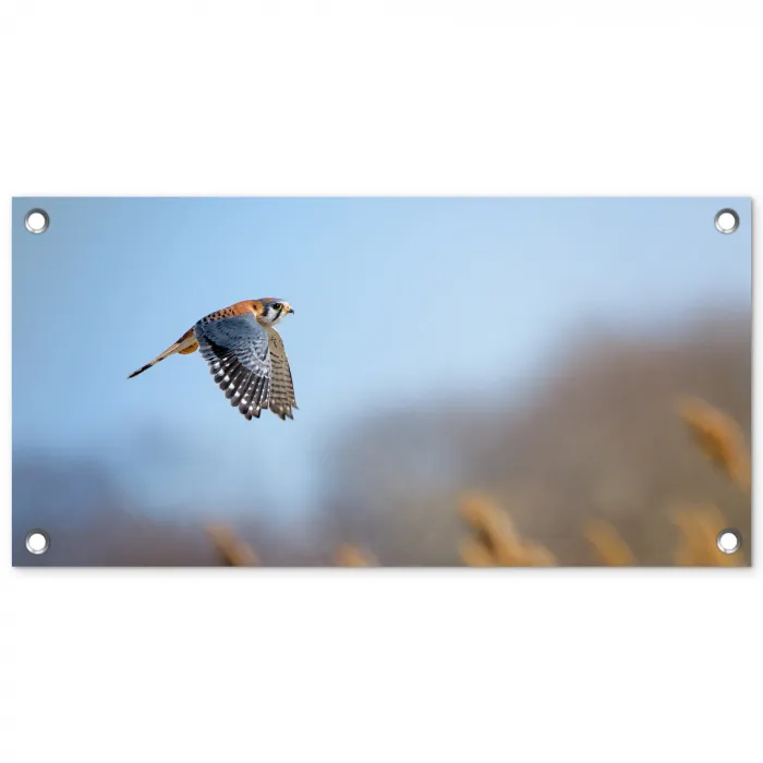 Kleurrijke valk aan het vliegen tuinposter los doek klein -3d