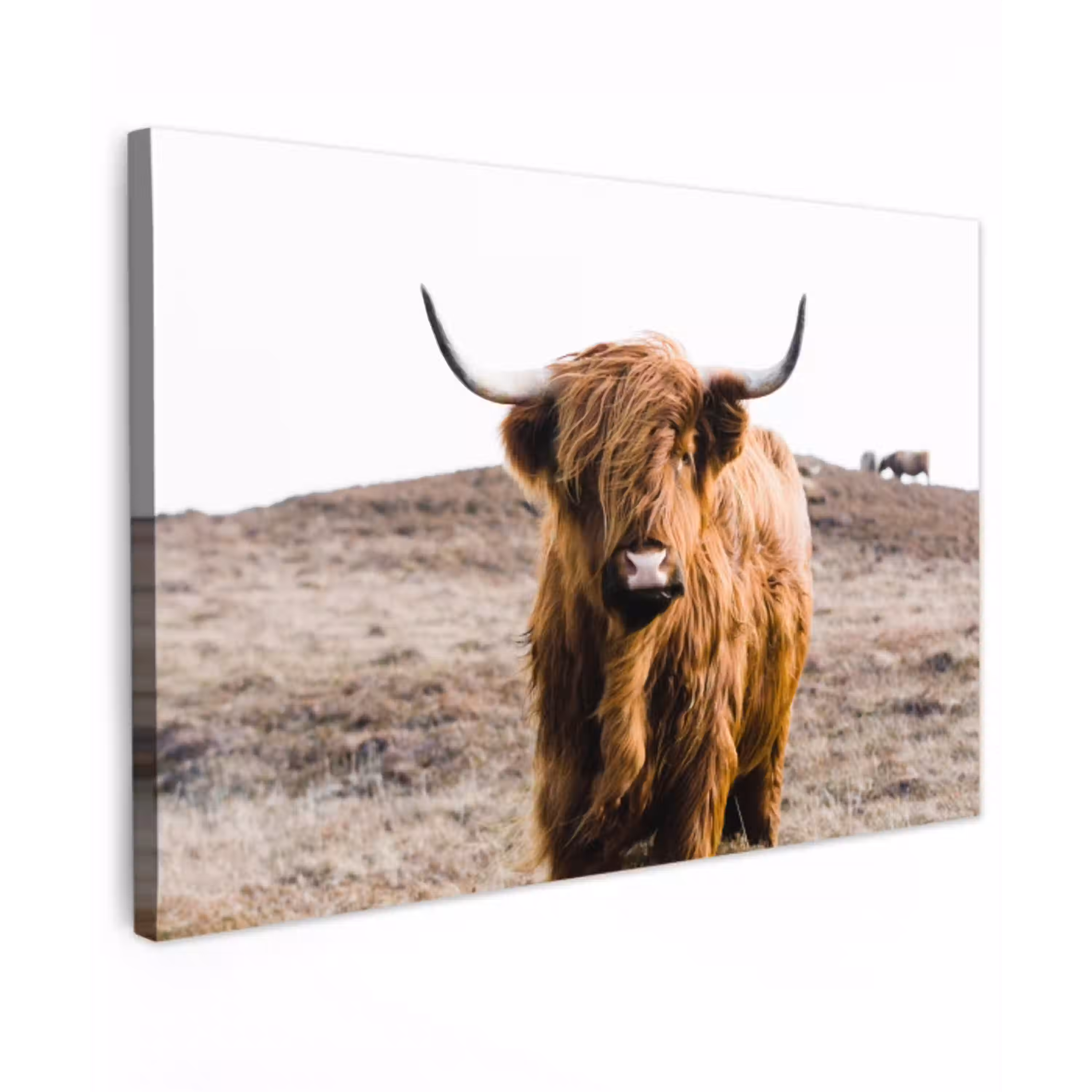 Schotse hooglander - Landschap - Koe - Bruin - Dieren - Natuur canvas 2cm klein -z3d