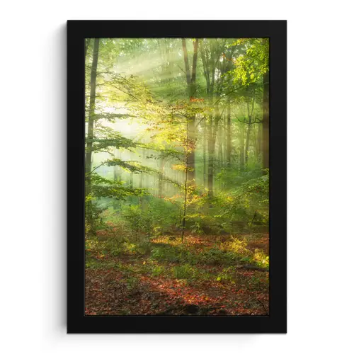 Zon - Bos - Bomen - Natuur - Herfst fotolijst zwart zonder passe partout klein -3d
