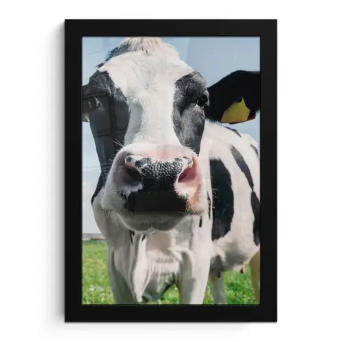 Koe - Weiland - Natuur - Dieren - Gras fotolijst zwart zonder passe partout klein -3d