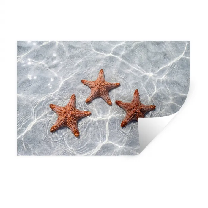 Zeesterren - Water - Helder Muursticker klein -3d