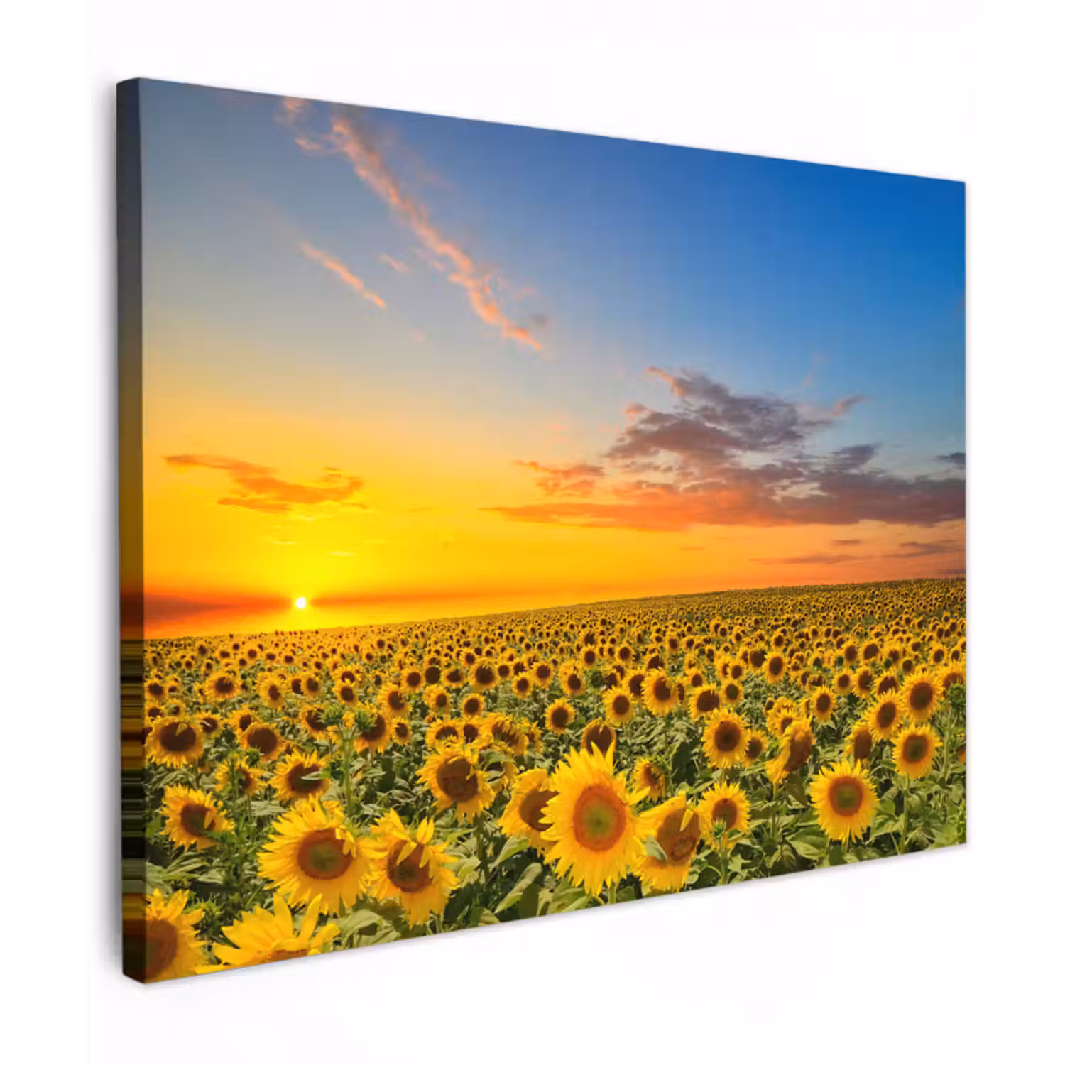 Leinwandbild - Blumen – Sonnenblume – Sonnenuntergang – Nacht – Orange