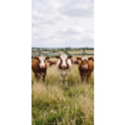 Koeien - Portret - Weide - Boerderij - Nieuwsgierig Behang Vlies klein -3d_website