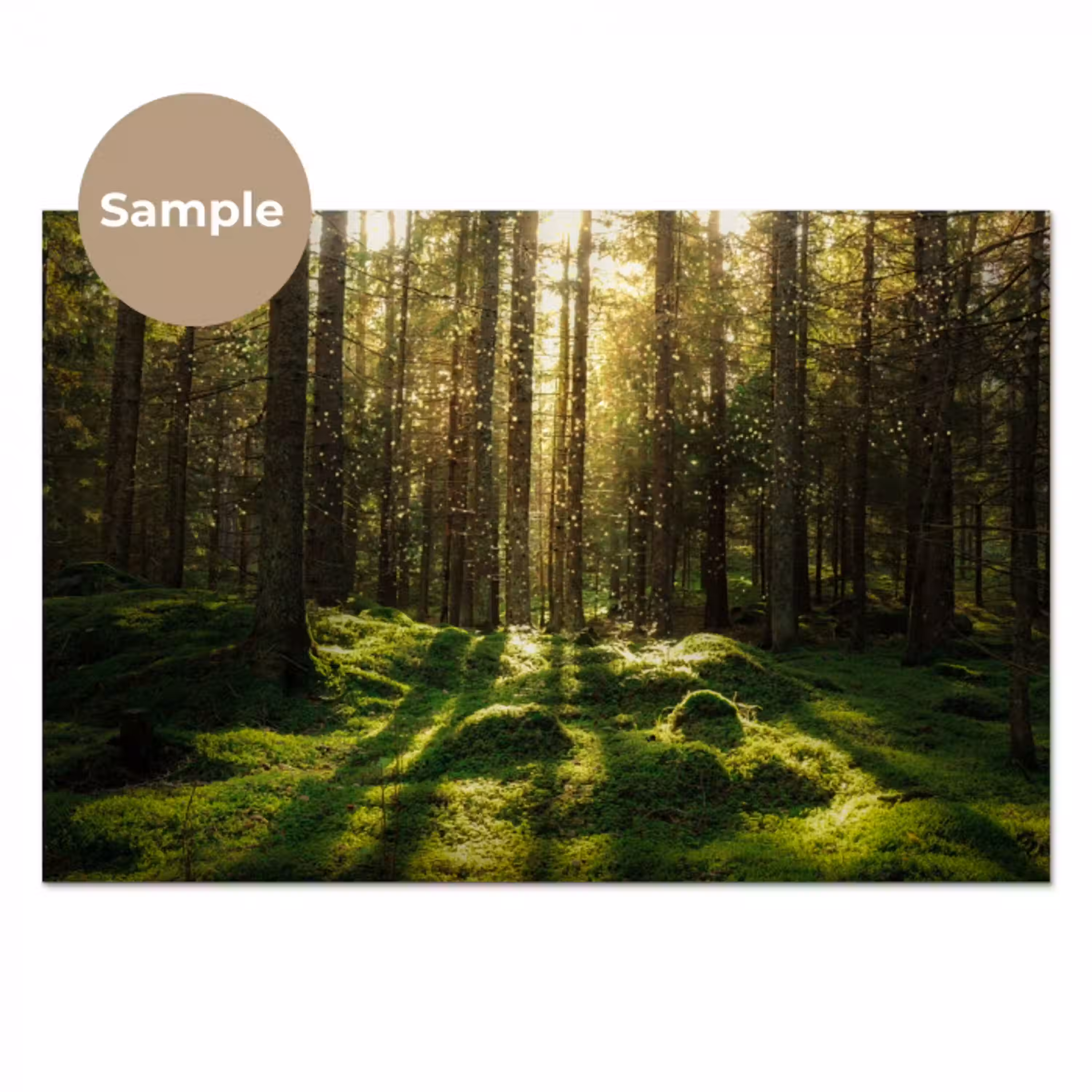Bomen - Bos - Mos - Planten - Zon - Natuur keuken achterwand sample klein -3d