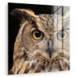 Oehoe - Uil - Portret - Bruin plexiglas 5mm klein -zzzproduct_nieuw