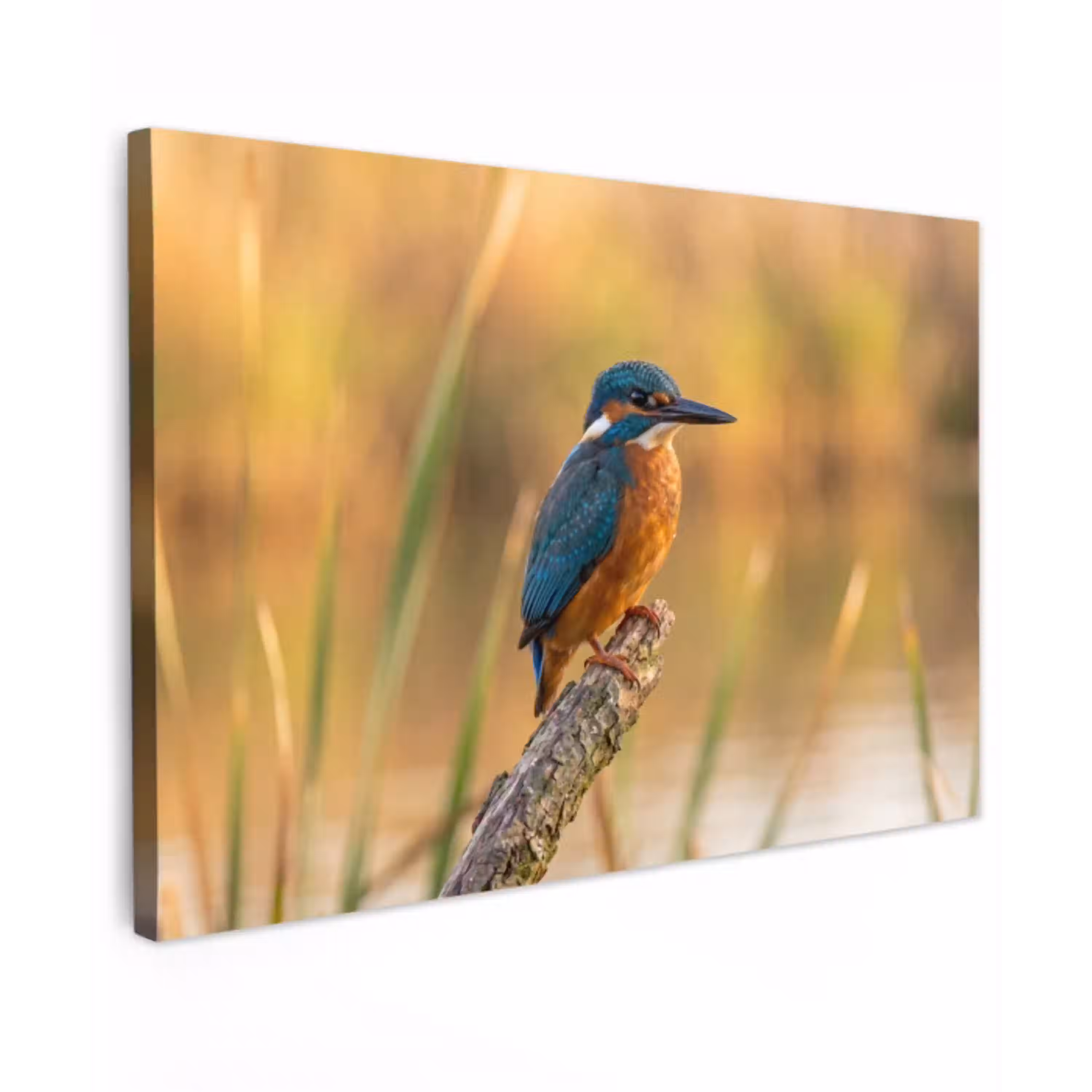 IJsvogel - Tak - Water - Kleurrijk - Levendig Tuinposter op houten frame 2 cm dik klein -3d