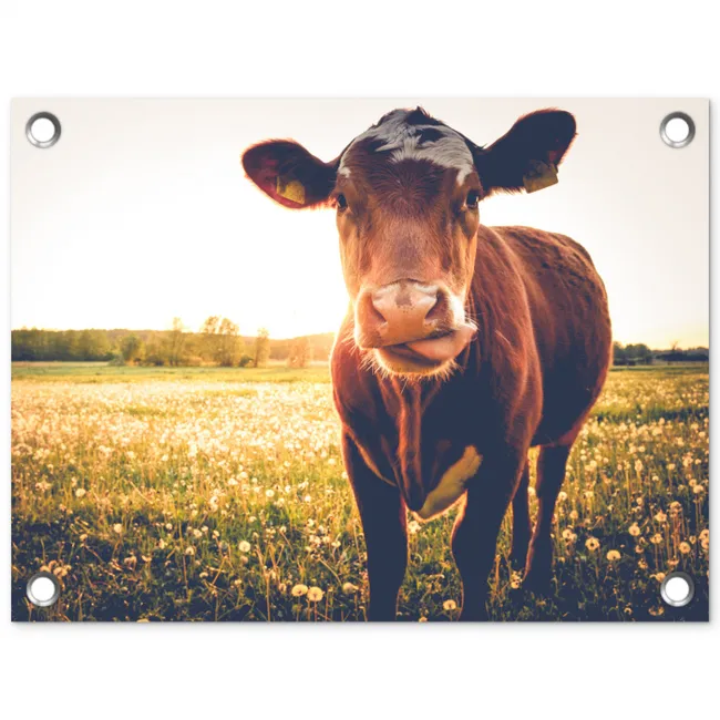 Koe bij zonsondergang op een veld vol paardenbloemen tuinposter los doek klein -3d