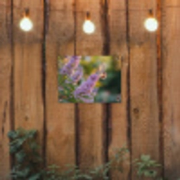 Sierlijke - Vlinder - Paarse - Bloemen tuinposter los doek klein -sfeer1