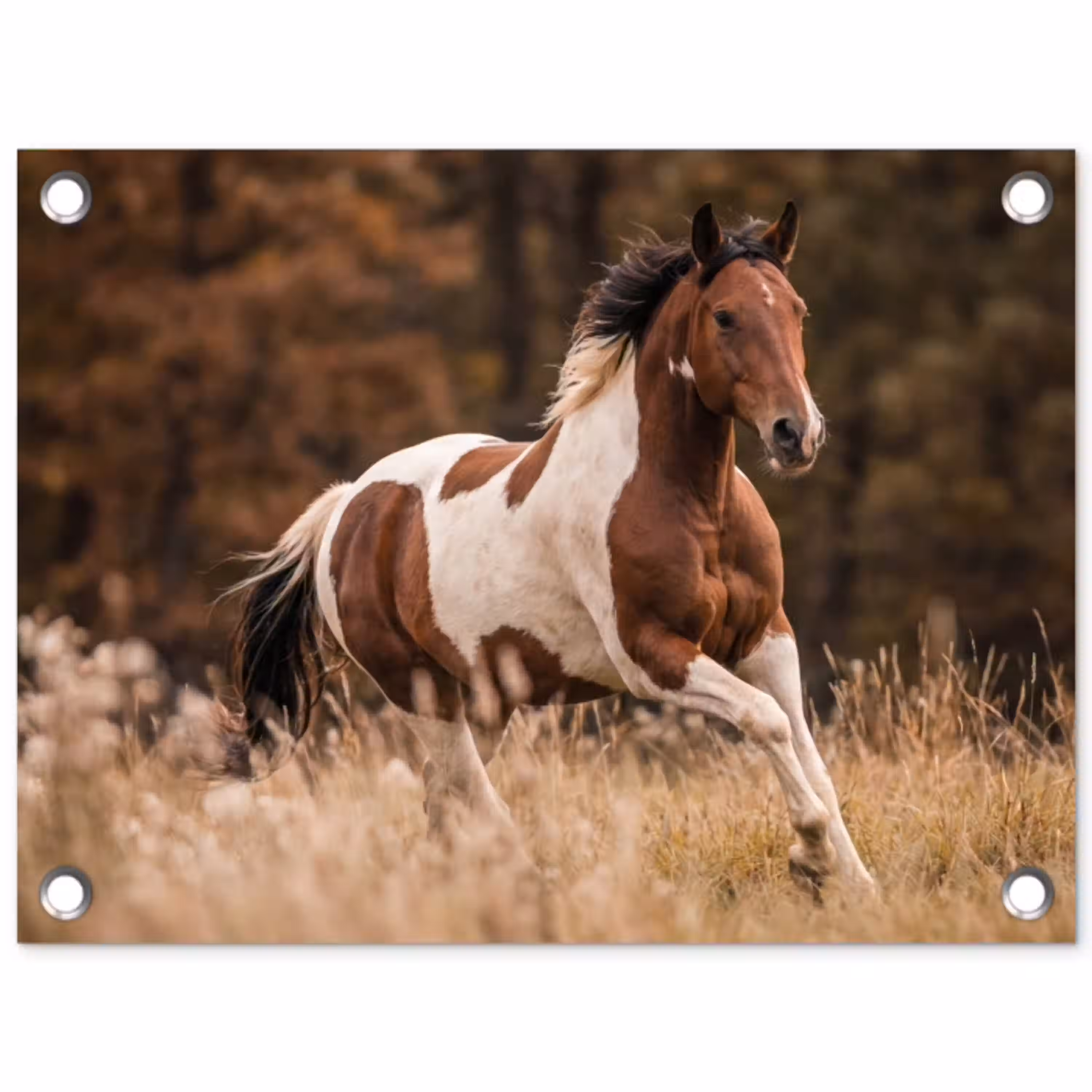 Paard - Bruin - Gras tuinposter los doek klein -3d