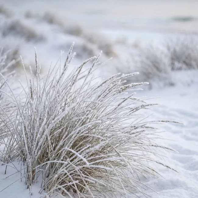Behang - Duinen - Sneeuw - Strand - Winter - Serene