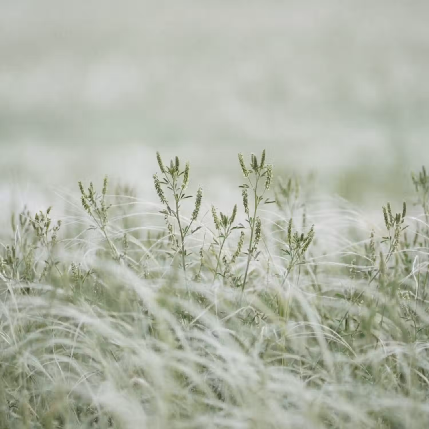 Behang - Grassen - Minimalistisch - Groen