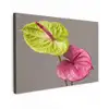 Planten - Anthurium - Groen - Roze Tuinposter op houten frame 2 cm dik klein -3d