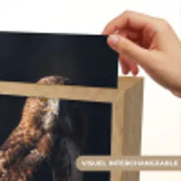 Roofvogel - Buizerd - Bruin Light Box met kabel (Kinderlampje) klein -USP_websiteprintFR