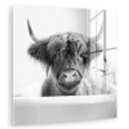 Schotse Hooglander - Koe - Bad - Zwart wit plexiglas 5mm klein -zzzproduct_nieuw