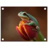 Close-up - Kikker - Tulp - Rood tuinposter los doek klein -3d