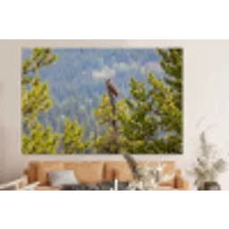 Uil - Oehoe - Bomen - Natuur forex 5mm xxl -bovenbank