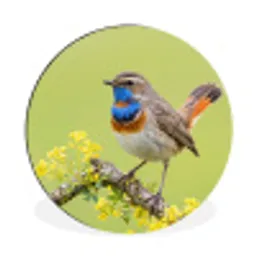 Vogel - Tak - Natuur - Kleurrijk Wandcirkel aluminium klein -3d