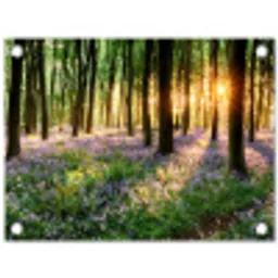 Bos met blauwe hyacinten bij zonsopgang tuinposter los doek klein -3d