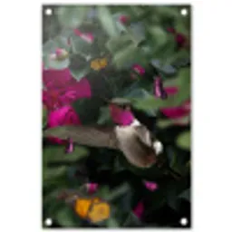 Kolibrie - Vogel - Roze tuinposter los doek klein -3d