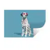 Dalmatiër - Zonnebril - Blauw Muursticker klein -3d