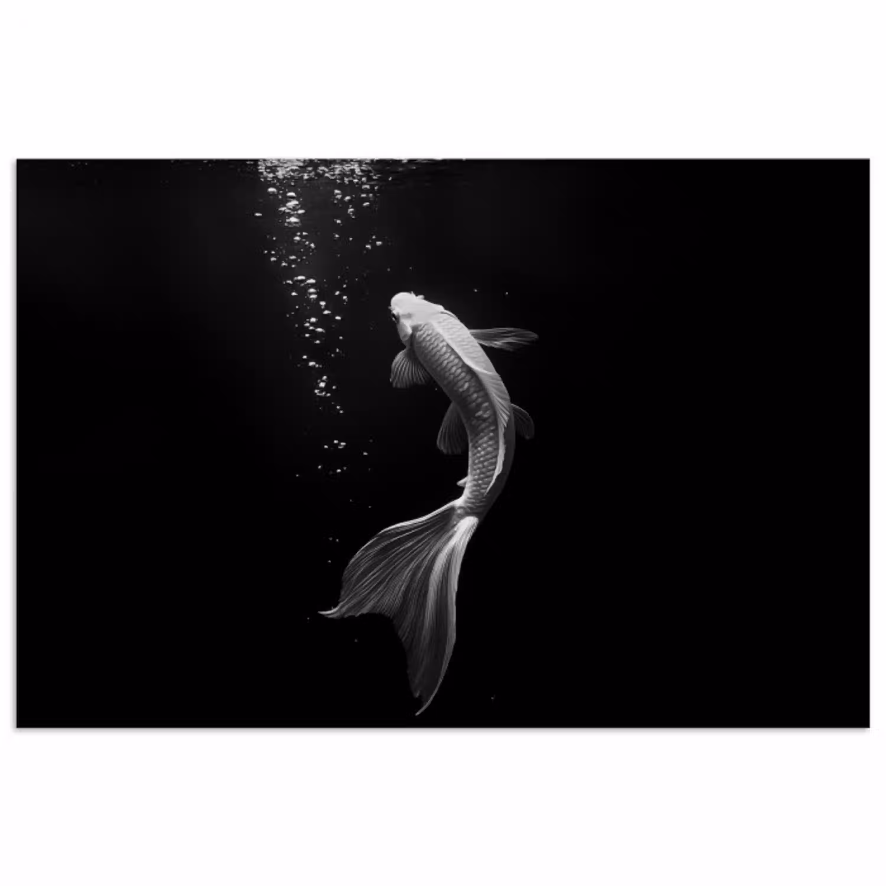 Koi - Vis - Wit - Zwart poster papier klein -3d