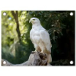 Arend - Hout - Wit - Planten tuinposter los doek klein -3d