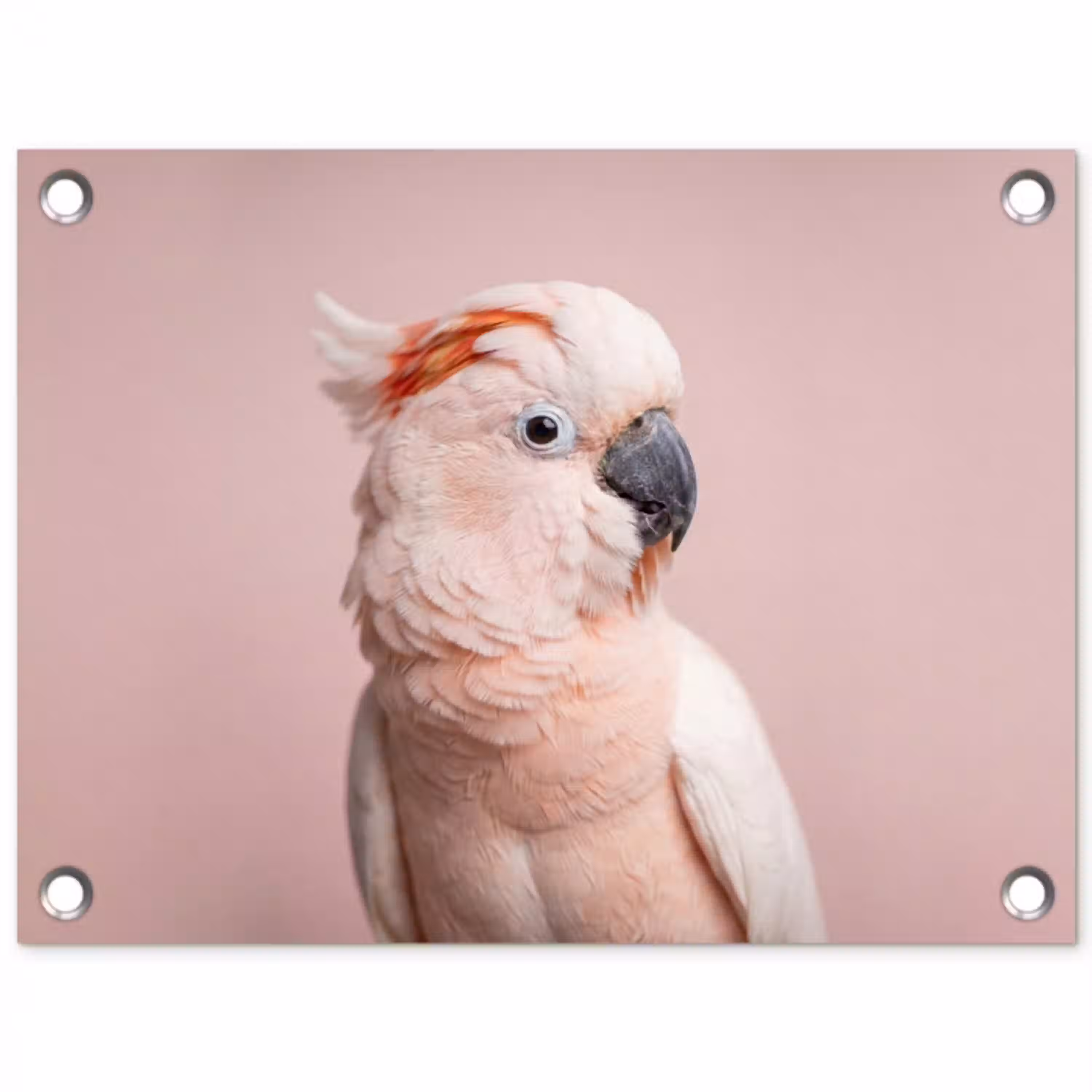 Kaketoe - Portret - Roze tuinposter los doek klein -3d