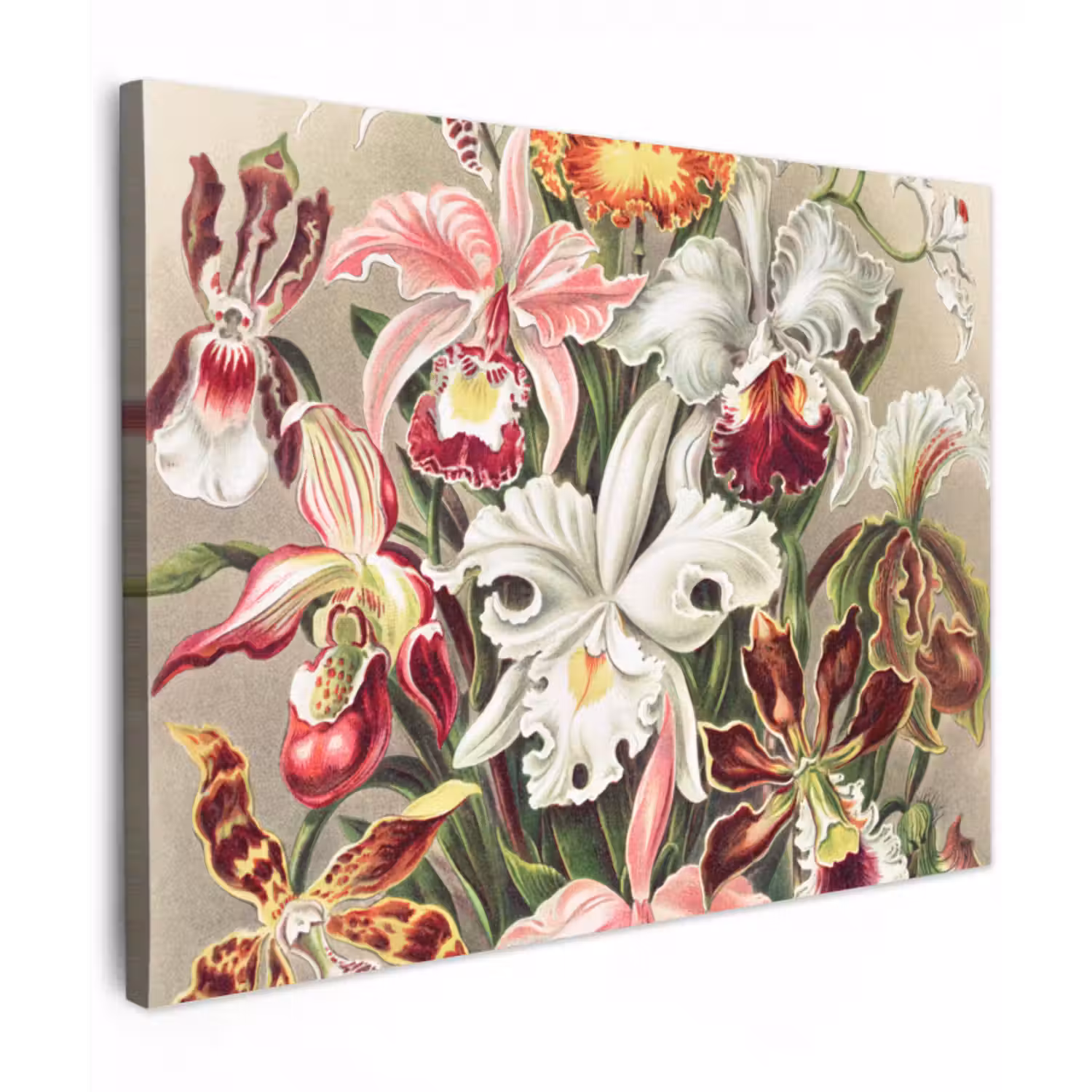 Leinwandbild - Blumen - Ernst Haeckel - Jahrgang - Orchidee