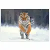 Tijger - Landschap - Sneeuw - Winter - Dieren poster papier klein -3d
