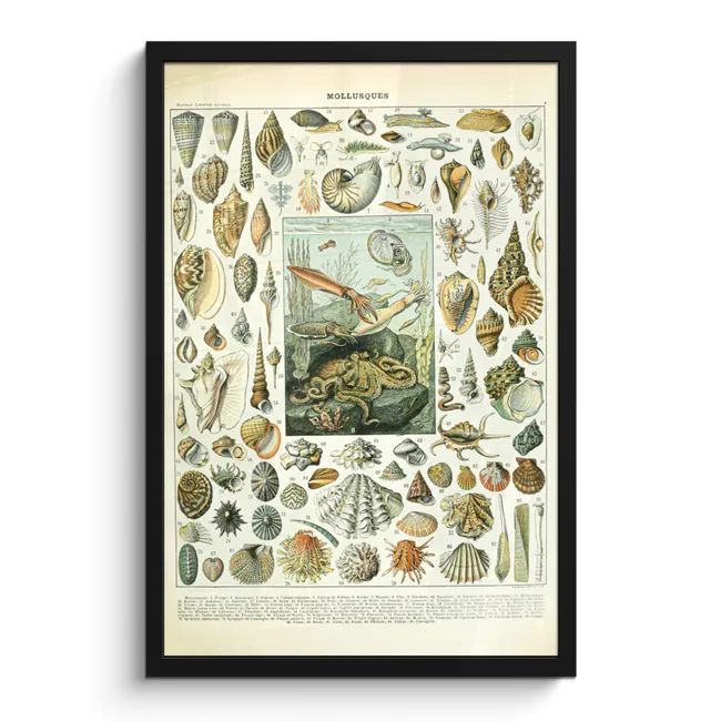 Photo Frame - Sea creatures - Shell - Vintage - Sea - Adolphe Millot